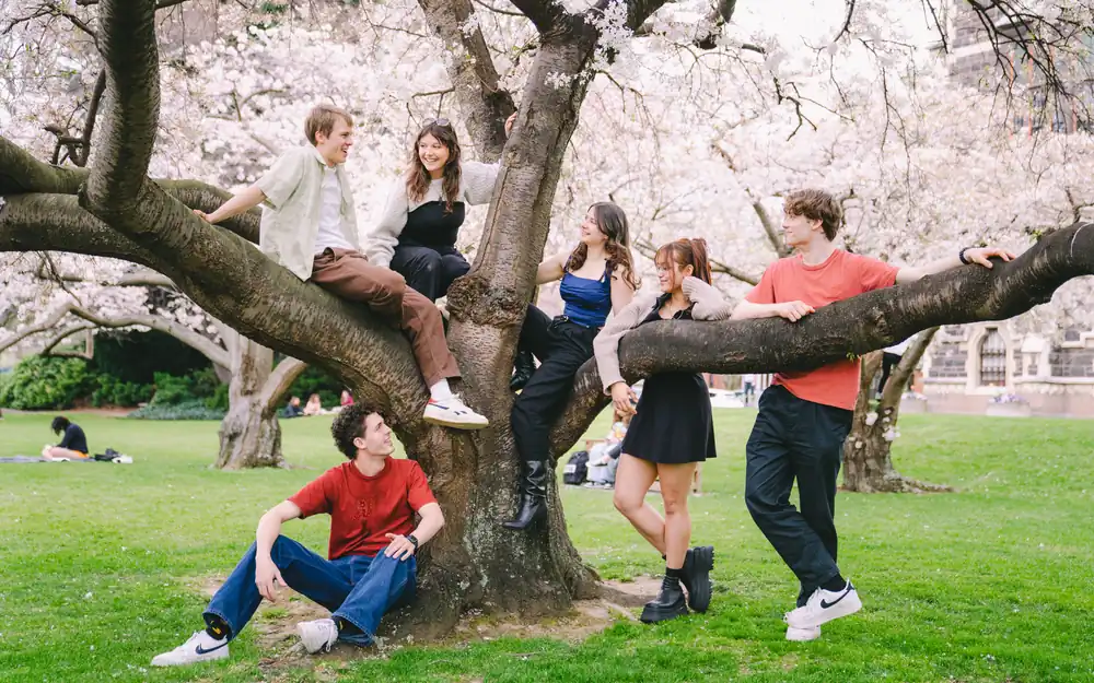 A group of students relax by sitting on the branches of a large tree covered in white blossoms.